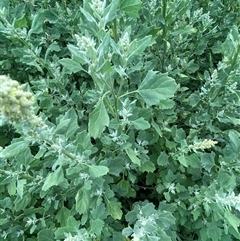 Chenopodium album at Molonglo, ACT - 13 Feb 2025 01:14 PM