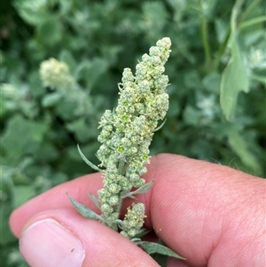 Chenopodium album at Molonglo, ACT - 13 Feb 2025 01:14 PM