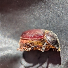 Dynastinae (subfamily) (Unidentified rhinoceros or elephant beetle) at Holder, ACT - 6 Feb 2025 by Miranda