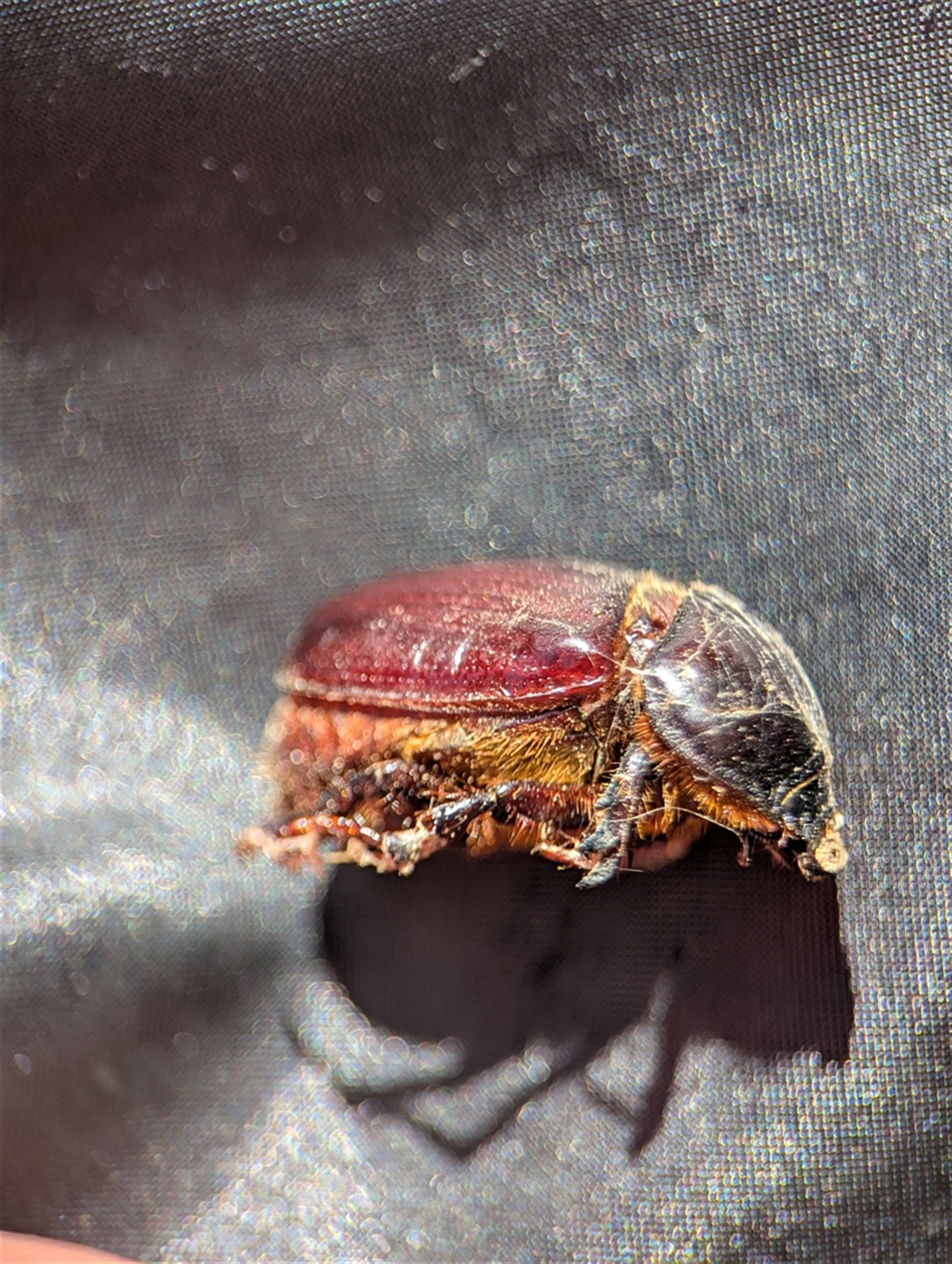 Dynastinae (subfamily) at Holder, ACT - 6 Feb 2025 11:58 AM