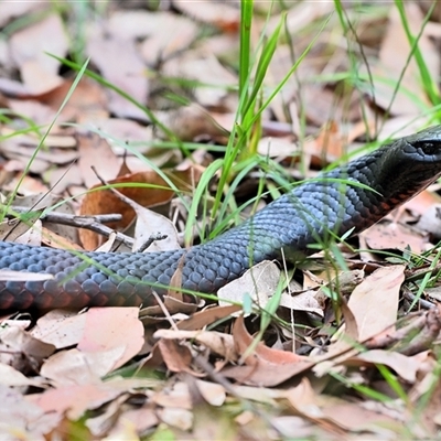 Pseudechis porphyriacus (Red-bellied Black Snake) at Thirlmere, NSW - 13 Feb 2025 by Freebird