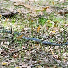Pseudechis porphyriacus at Thirlmere, NSW - 13 Feb 2025 12:41 PM