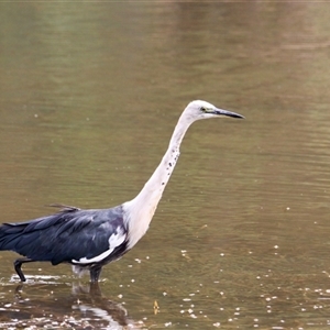 Ardea pacifica at Beechworth, VIC - 13 Feb 2025 12:03 PM