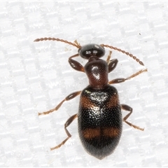 Anthicinae (subfamily) (Ant-like flower beetles, ant-like beetles) at Melba, ACT - 4 Feb 2025 by kasiaaus