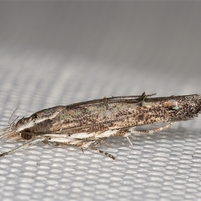 Leptozestis and Trachydora (genera) (A cosmet moth) at Melba, ACT - 4 Feb 2025 by kasiaaus