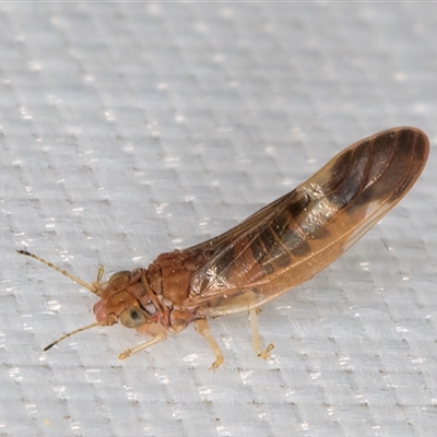 Psyllidae sp. (family) (Unidentified psyllid or lerp insect) at Melba, ACT - 4 Feb 2025 by kasiaaus