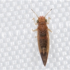 Psyllidae sp. (family) at Melba, ACT - 4 Feb 2025 10:34 PM