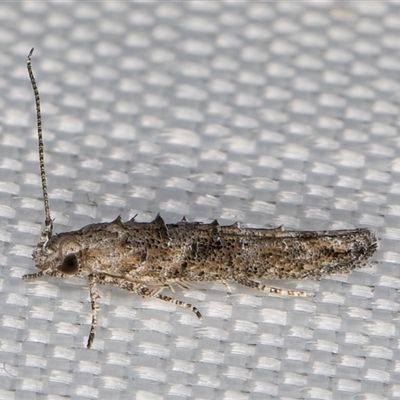 Leptozestis and Trachydora (genera) (A cosmet moth) at Melba, ACT - 4 Feb 2025 by kasiaaus