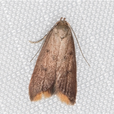 Tachystola acroxantha (A Concealer moth) at Melba, ACT - 4 Feb 2025 by kasiaaus