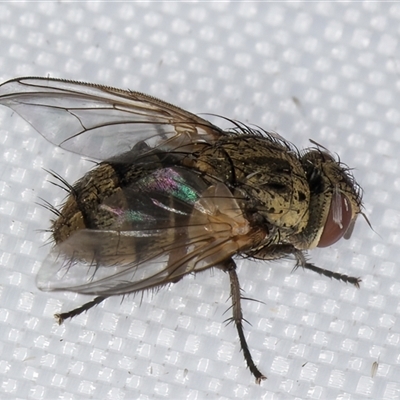 Exorista sp. (genus) at Melba, ACT - 4 Feb 2025 by kasiaaus