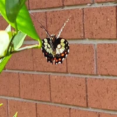 Papilio anactus (Dainty Swallowtail) at Watson, ACT - 8 Feb 2025 by abread111