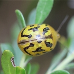 Paropsisterna obliterata (Obliterate Melaleuca Leaf Beetle) at Mongarlowe, NSW - 12 Feb 2025 by LisaH