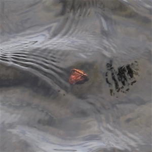 Unverified at suppressed - suppressed