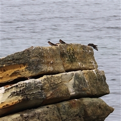 Hirundo neoxena (Welcome Swallow) at Port Arthur, TAS - 13 Feb 2025 by JimL