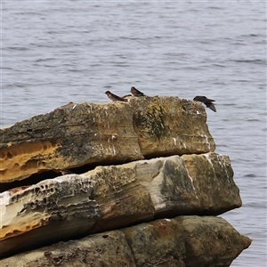 Hirundo neoxena at Port Arthur, TAS - 13 Feb 2025 02:54 PM