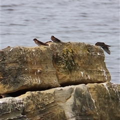 Hirundo neoxena at Port Arthur, TAS - 13 Feb 2025 02:54 PM