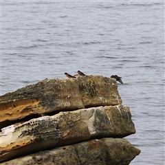 Hirundo neoxena at Port Arthur, TAS - 13 Feb 2025 02:54 PM