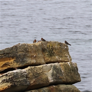 Hirundo neoxena at Port Arthur, TAS - 13 Feb 2025 02:54 PM