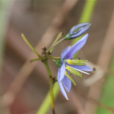 Dianella revoluta var. revoluta (Black-Anther Flax Lily) at Mongarlowe, NSW - 12 Feb 2025 by LisaH