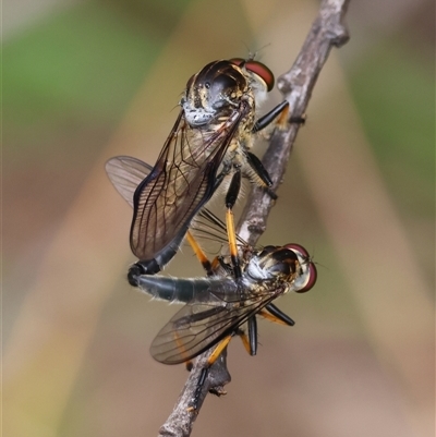 Ommatius coeraebus (a robber fly) at Mongarlowe, NSW - 12 Feb 2025 by LisaH