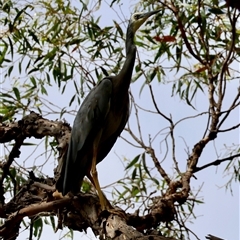 Egretta novaehollandiae (White-faced Heron) at Mongarlowe, NSW - 12 Feb 2025 by LisaH