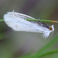 Tipanaea patulella (The White Crambid moth) at Mongarlowe, NSW - 12 Feb 2025 by LisaH