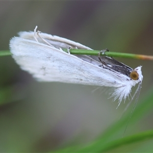 Tipanaea patulella at Mongarlowe, NSW - suppressed