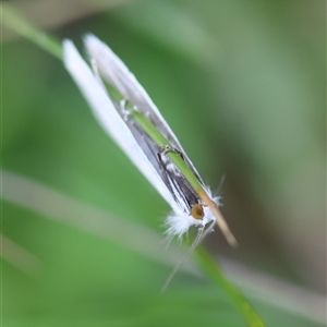 Tipanaea patulella at Mongarlowe, NSW - suppressed