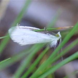 Tipanaea patulella at Mongarlowe, NSW - suppressed