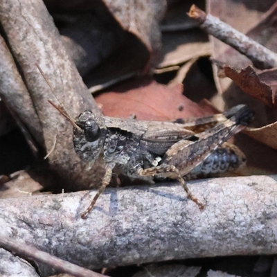 Phaulacridium vittatum (Wingless Grasshopper) at Mongarlowe, NSW - 12 Feb 2025 by LisaH