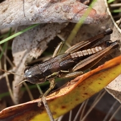 Praxibulus sp. (genus) (A grasshopper) at Mongarlowe, NSW - 12 Feb 2025 by LisaH