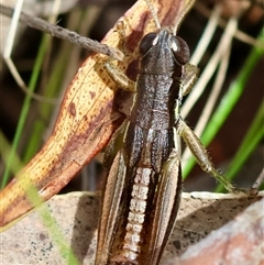 Praxibulus sp. (genus) at Mongarlowe, NSW - suppressed