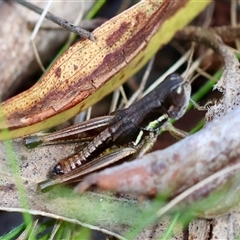 Praxibulus sp. (genus) at Mongarlowe, NSW - suppressed