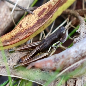 Praxibulus sp. (genus) at Mongarlowe, NSW - suppressed