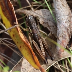 Praxibulus sp. (genus) at Mongarlowe, NSW - suppressed