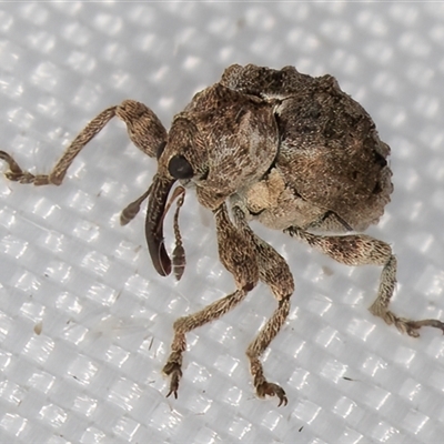 Gerynassa sp. (genus) (Weevil) at Melba, ACT - 4 Feb 2025 by kasiaaus