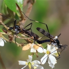 Gynoplistia sp. (genus) (Crane fly) at Mongarlowe, NSW by LisaH