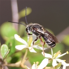 Lipotriches sp. (genus) (Halictid bee) at Mongarlowe, NSW - 12 Feb 2025 by LisaH