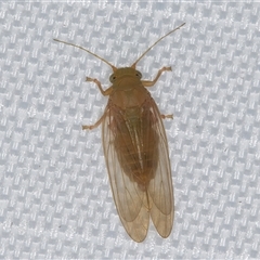 Psyllidae sp. (family) (Unidentified psyllid or lerp insect) at Melba, ACT - 4 Feb 2025 by kasiaaus