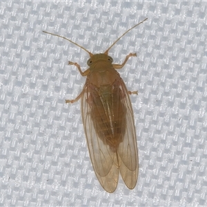 Psyllidae sp. (family) at Melba, ACT - 4 Feb 2025 11:15 PM