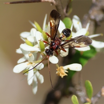 Unidentified Wasp (Hymenoptera, Apocrita) by LisaH