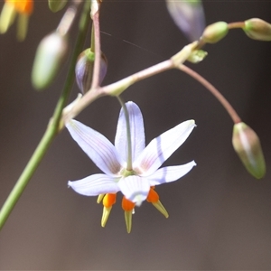 Dianella tasmanica at Hughes, ACT - suppressed