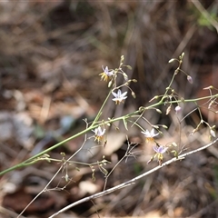 Dianella tasmanica at Hughes, ACT - suppressed