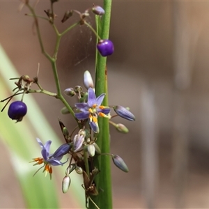 Dianella tasmanica at Hughes, ACT - suppressed