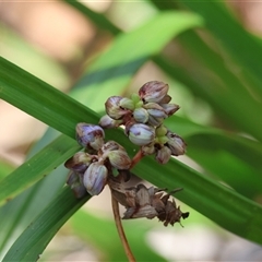 Dianella tasmanica at Hughes, ACT - suppressed