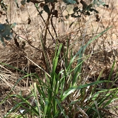 Dianella tasmanica at Hughes, ACT - suppressed