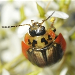 Paropsisterna agricola (Eucalyptus leaf beetle) at Tharwa, ACT - 13 Feb 2025 by Harrisi