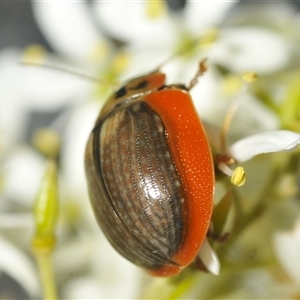 Paropsisterna agricola at Tharwa, ACT - 13 Feb 2025 05:45 PM