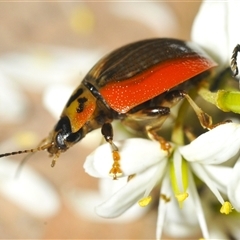 Paropsisterna agricola at Tharwa, ACT - 13 Feb 2025 05:45 PM