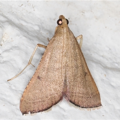 Endotricha ignealis (A Pyralid moth (Endotrichinae)) at Melba, ACT - 4 Feb 2025 by kasiaaus